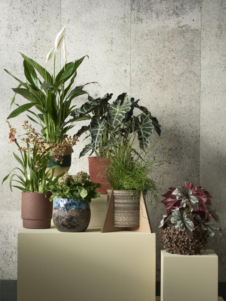 Trendkollektion 2021 Pflanzen | pflanzenfreude.de