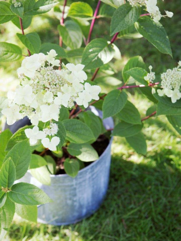 Die Rispenhortensie ist die Gartenpflanze des Monats Juli - Pflanzenfreude.de