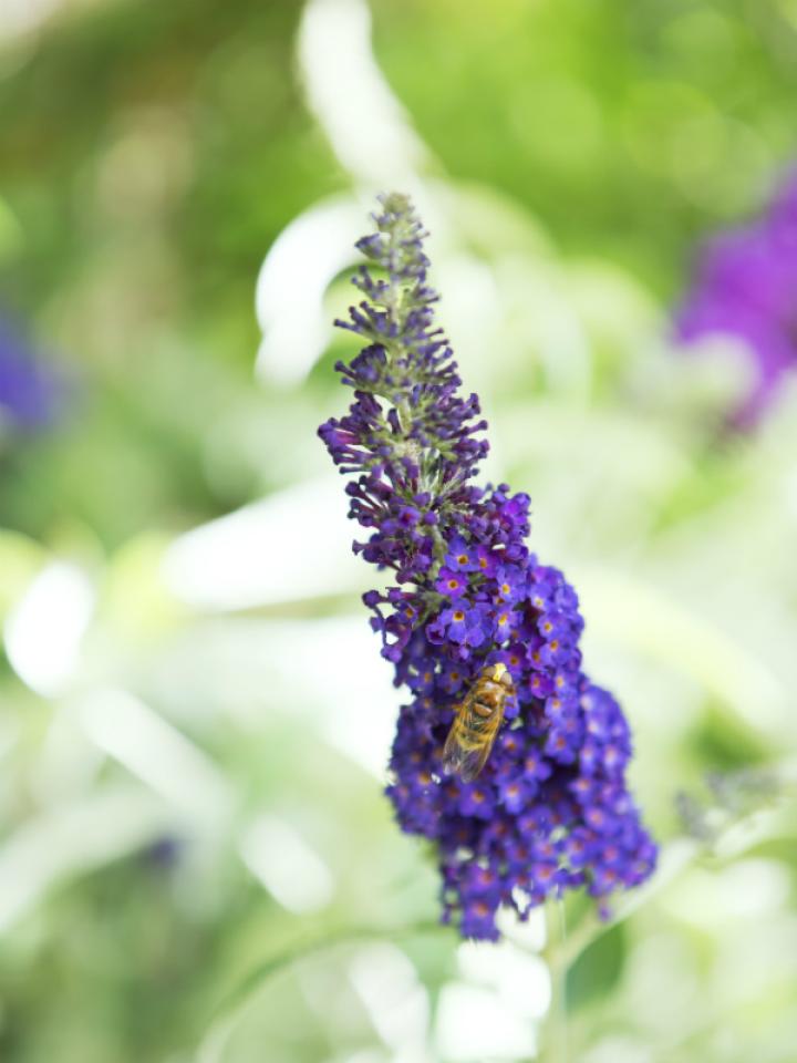 Buddleja Thejoyofplants.co.uk