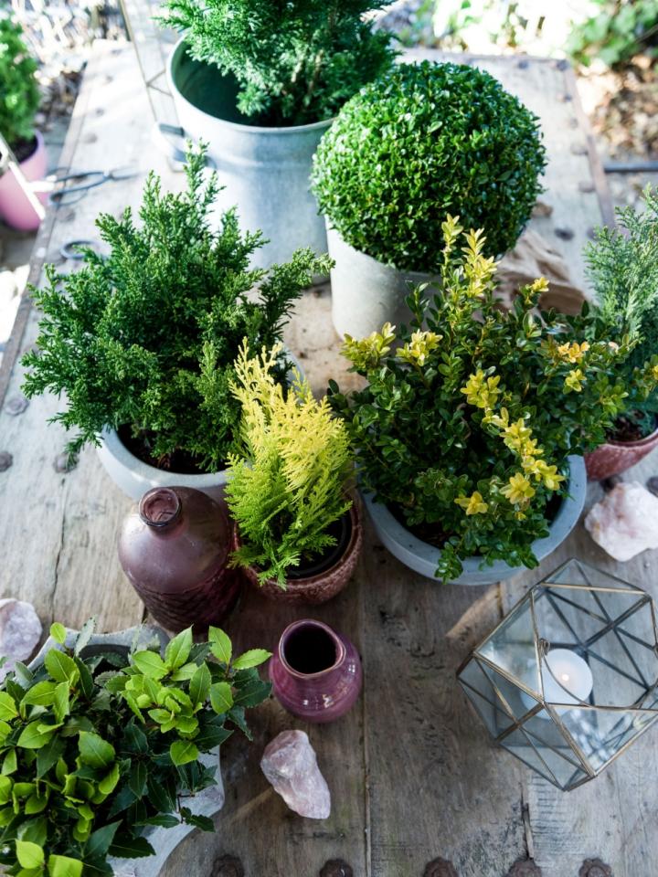 Buxus, Laurus en Chamaecyparis Mooiwatplantendoen.nl Buxus, Laurus en Chamaecyparis Mooiwatplantendoen.nl