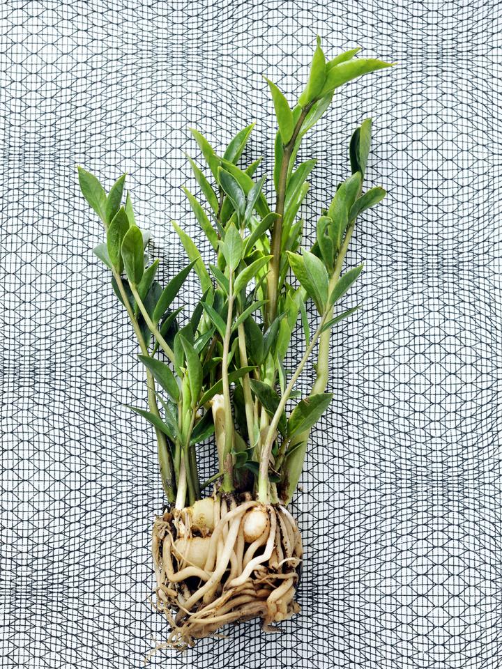 Zamioculcas - ein echtes Kraftpaket - Pflanzenfreude.de