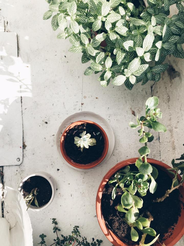 Ein kleiner Indoorgarten im Büro.