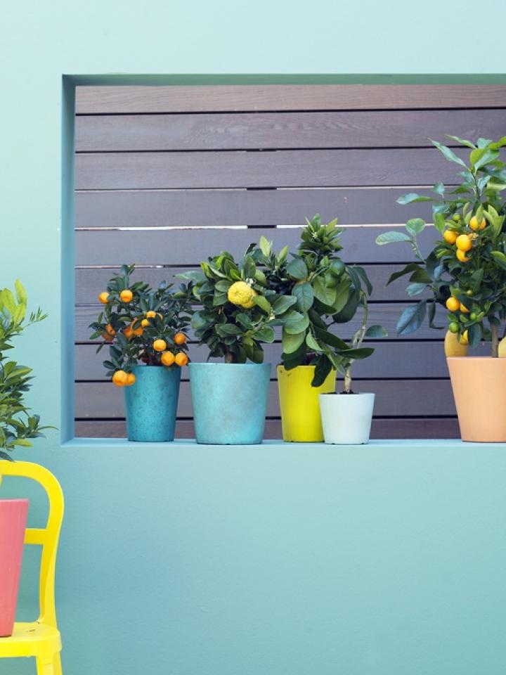 Das Zitrusbäumchen ist Gartenpflanze des Monats März - Pflanzenfreude.de