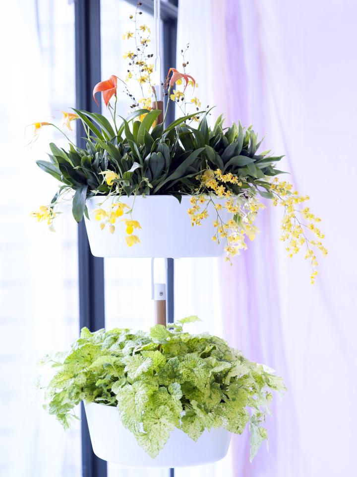 Orchidee Orchidee