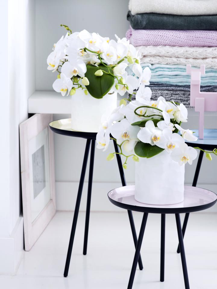 Orchidee Orchidee