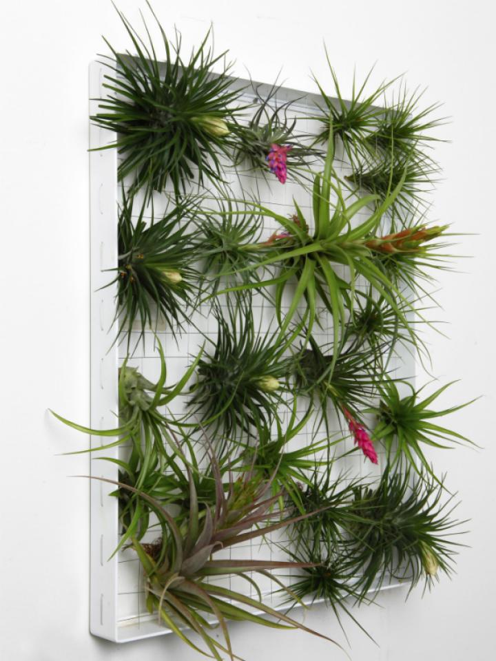 Dschungelfieber: Bromelien allerorten – Pflanzenfreude.de Dschungelfieber: Bromelien allerorten – Pflanzenfreude.de