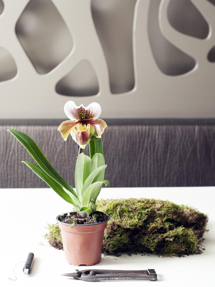 DIY: Orchideen-Kokedama – Pflanzenfreude.de
