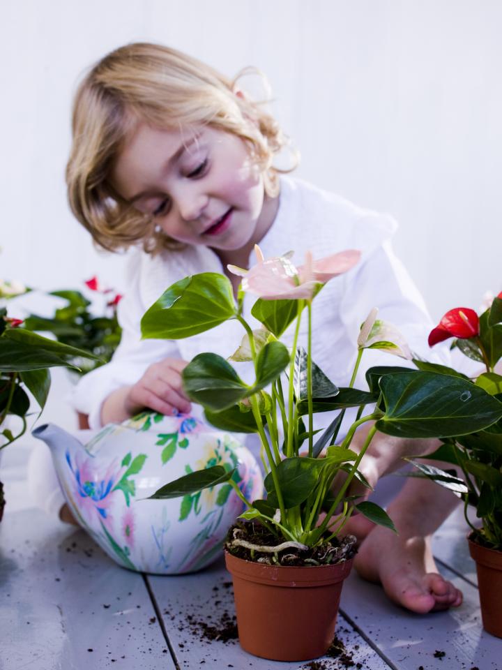 Die richtige Zimmerpflanze für das Kinderzimmer - www.pflanzenfreude.de