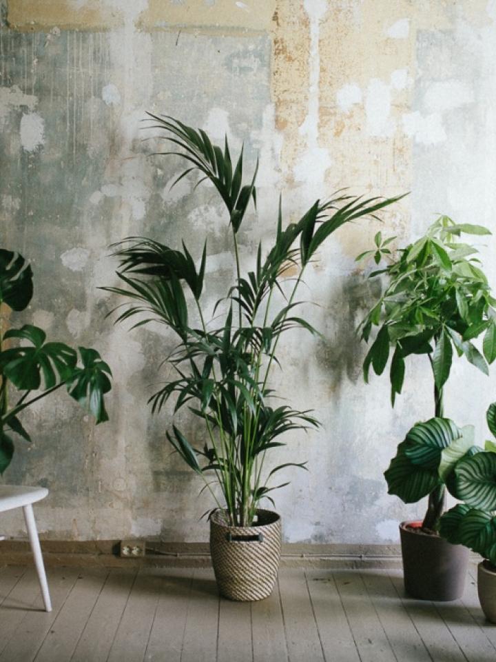 Monstera, Kentia-Palme, Calathea und Co. machen sich super im Büro.