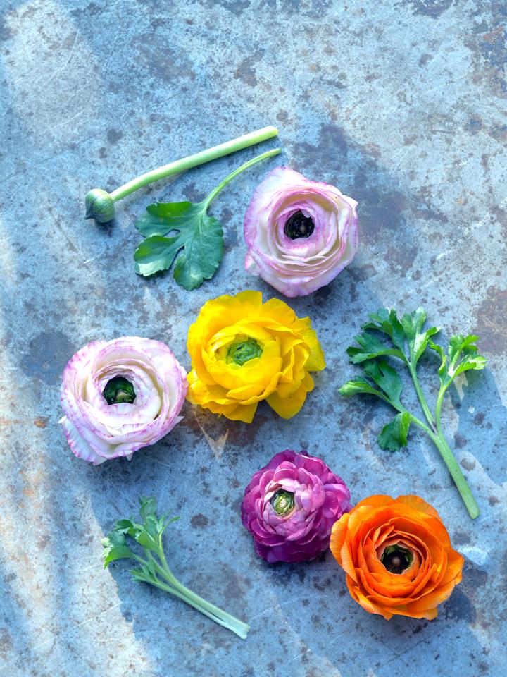 Ranunculus Thejoyofplants.co.uk