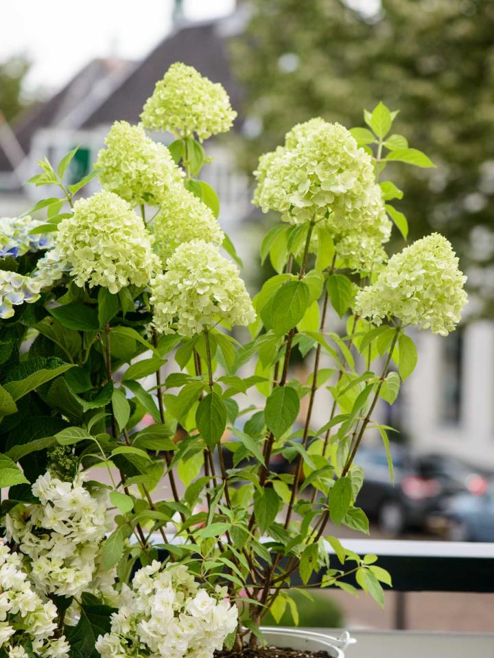 Die Rispenhortensie ragt elegant gen Himmel