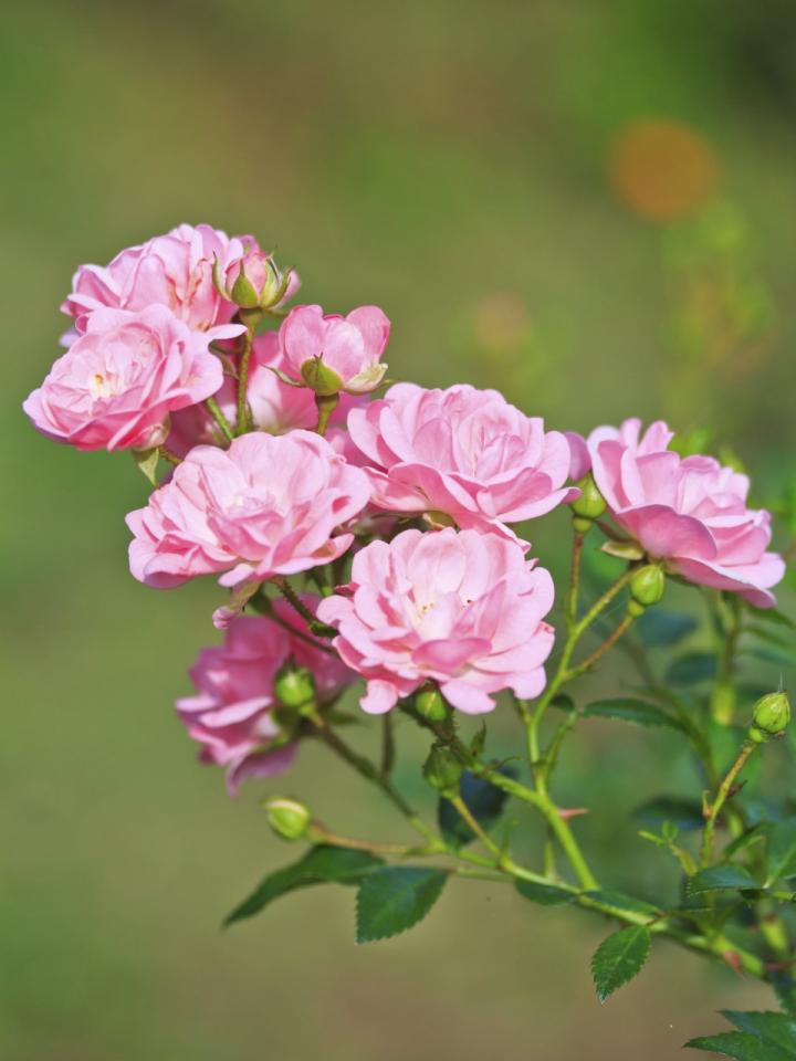 Tuinroos Mooiwatplantendoen.nl