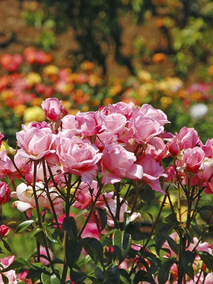 Tuinroos Mooiwatplantendoen.nl