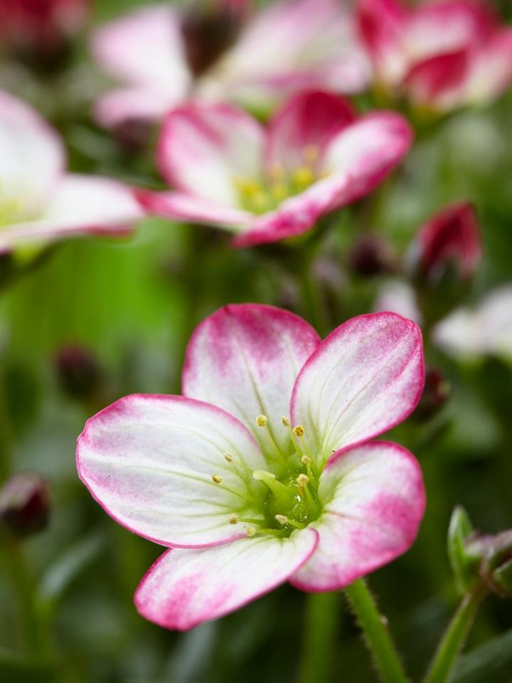 Die Saxifraga in zarten Weiß-Rosa - Pflanzenfreude.de