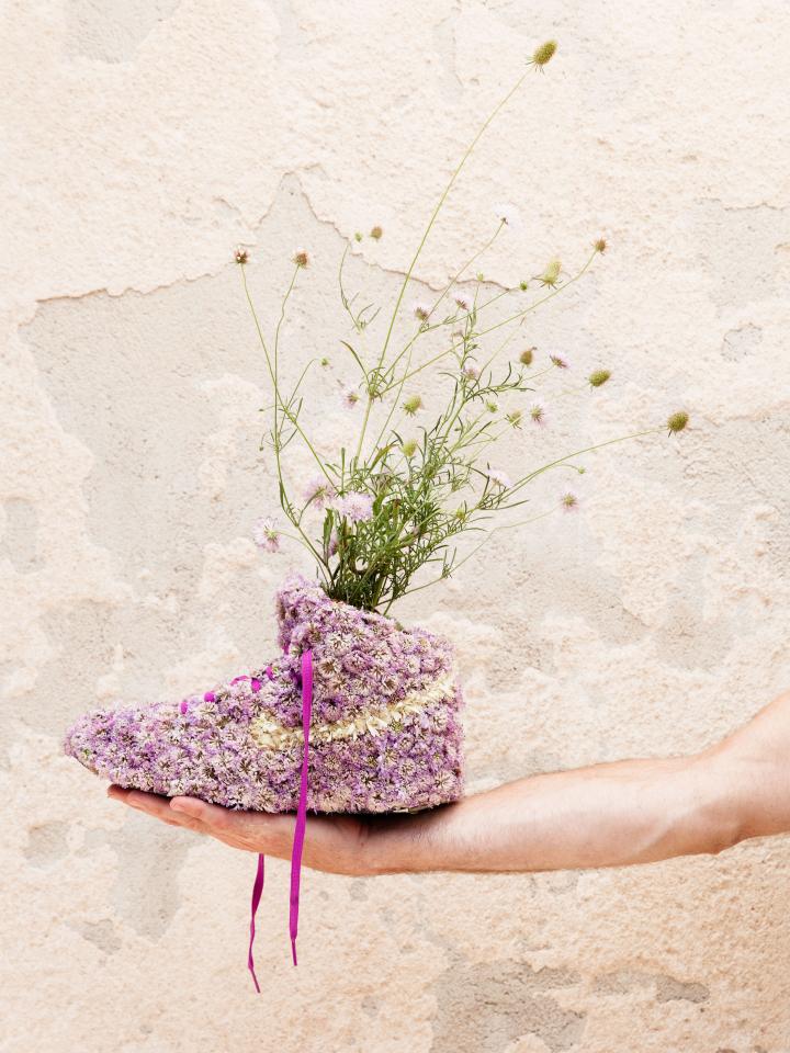 Le Monsieur Plant Le Monsieur Plant