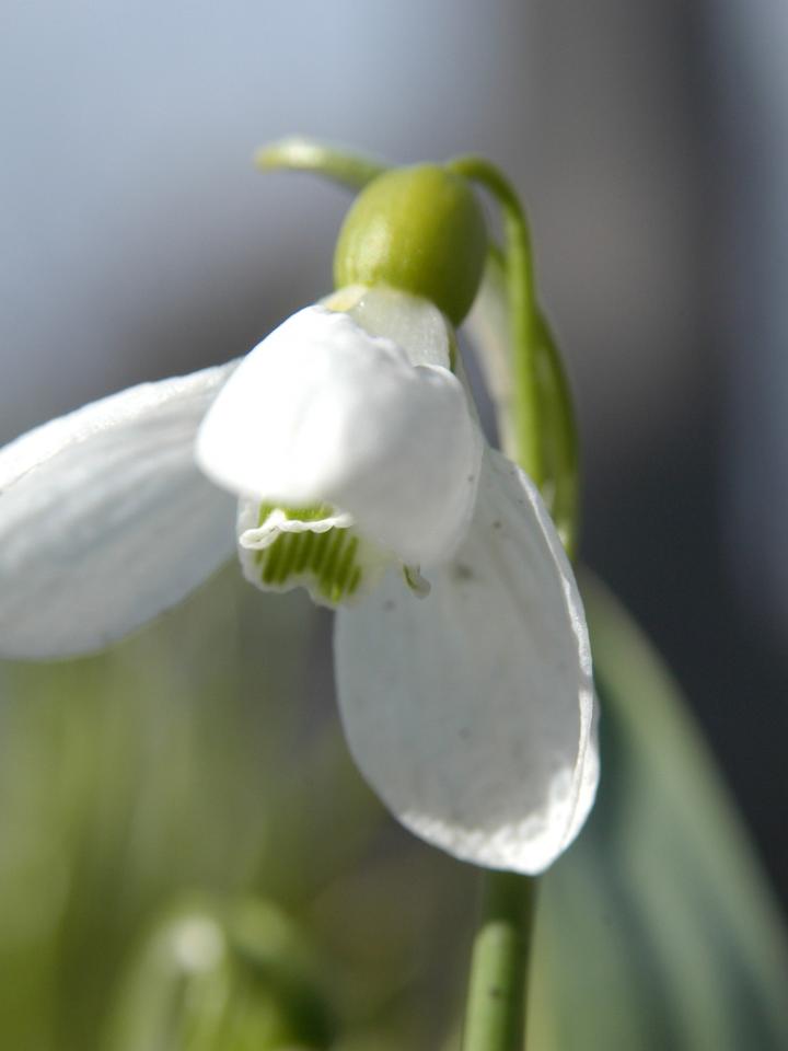 Sneeuwklokje