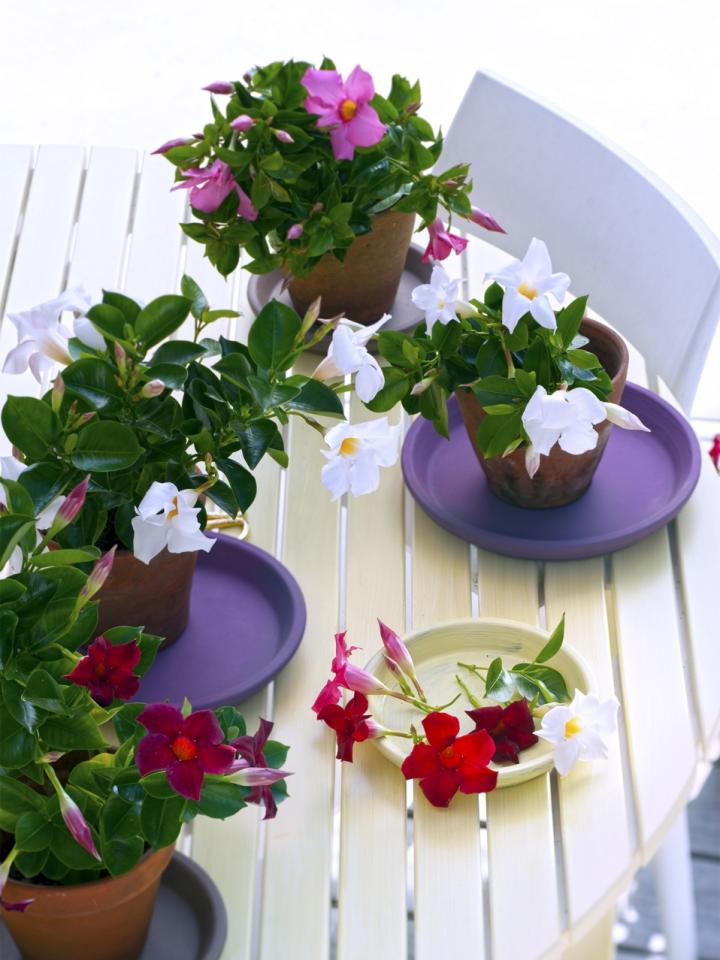 Die Mandevilla ist Gartenpflanze des Monats Mai - Pflanzenfreude.de