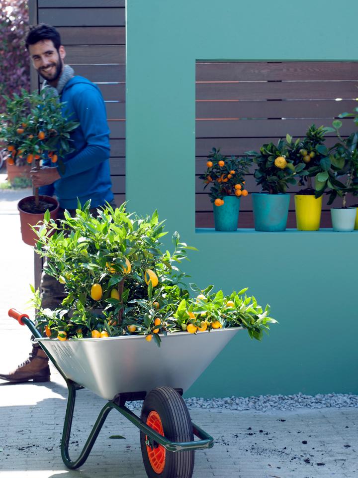 Das Zitrusbäumchen ist Gartenpflanze des Monats März - Pflanzenfreude.de