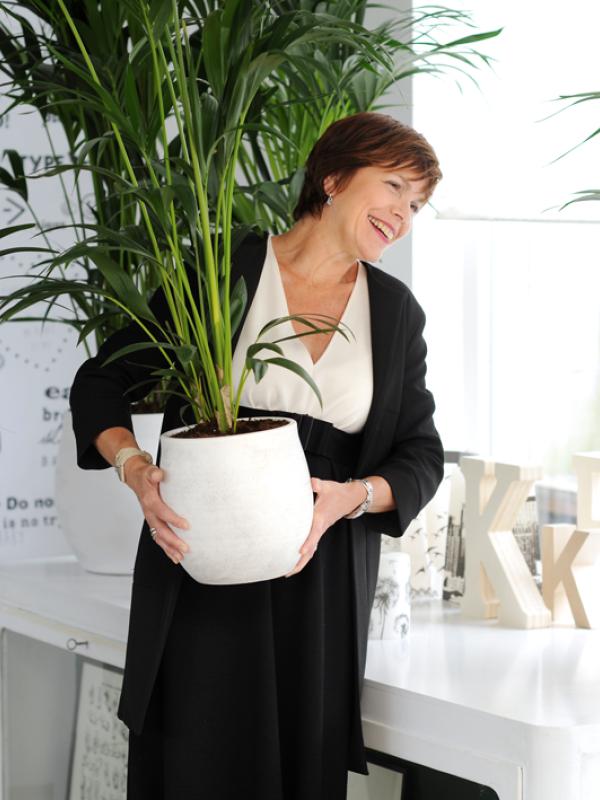 Kentia Palme