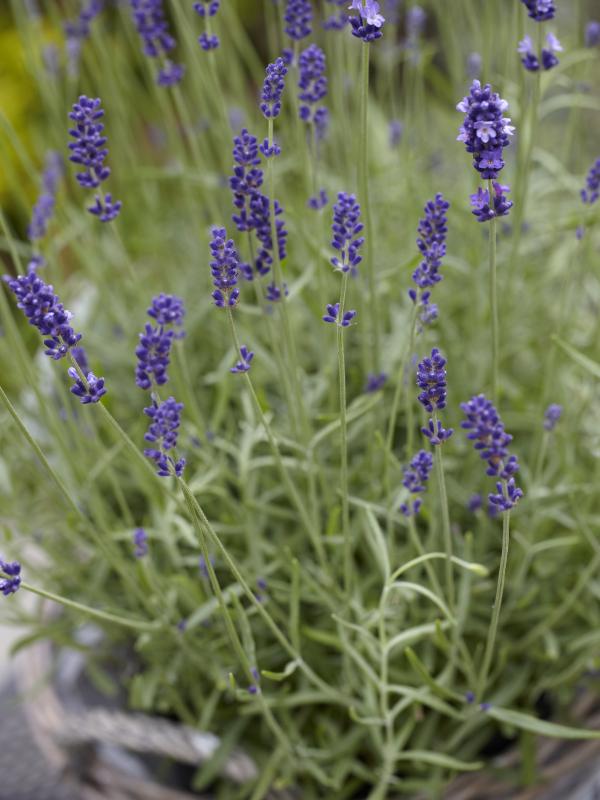 Der Lavendel Duftender Blickfang Im Garten Pflanzenfreude