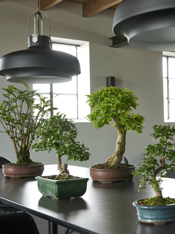 Bonsai Mooiwatplantendoen.nl