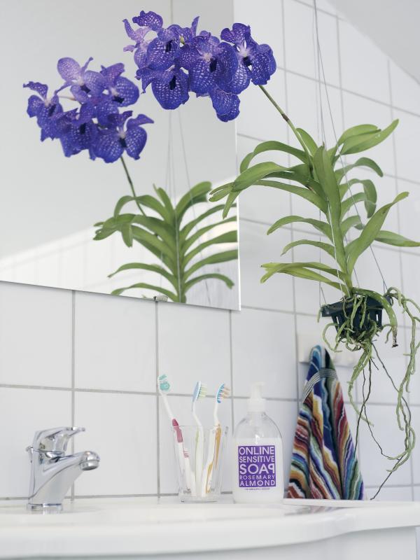 Die richtige Zimmerpflanze für das Bad - www.pflanzenfreude.de