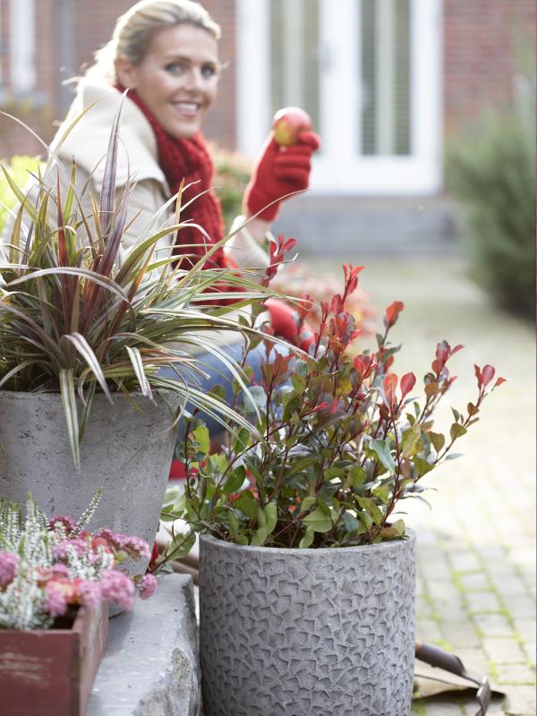 Glansmispel, Photinia, mooiwatplantendoen