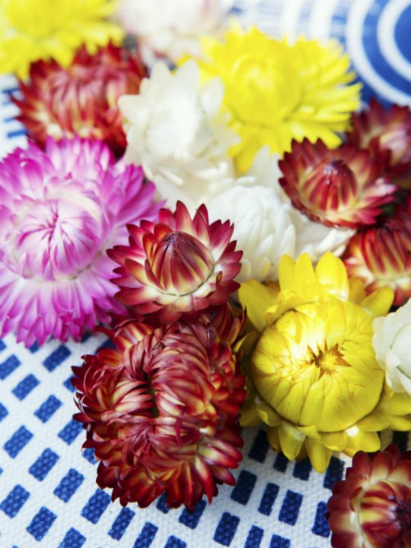 Strawflower Thejoyofplants.co.uk