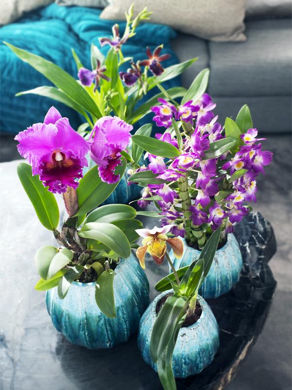 Orchideen: Mit Blüten gegen den Blues – Pflanzenfreude.de