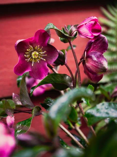 helleborus early red | kerstroos | herfstplant | winterhard