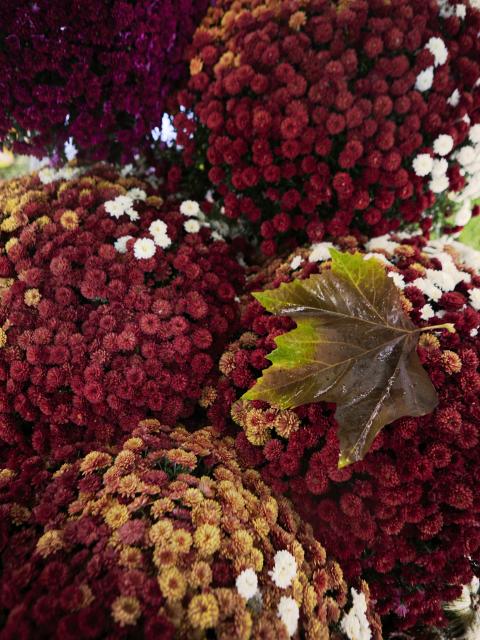 chrysant | bolchrysant | herfstplant | tuinplant | chrysantemum