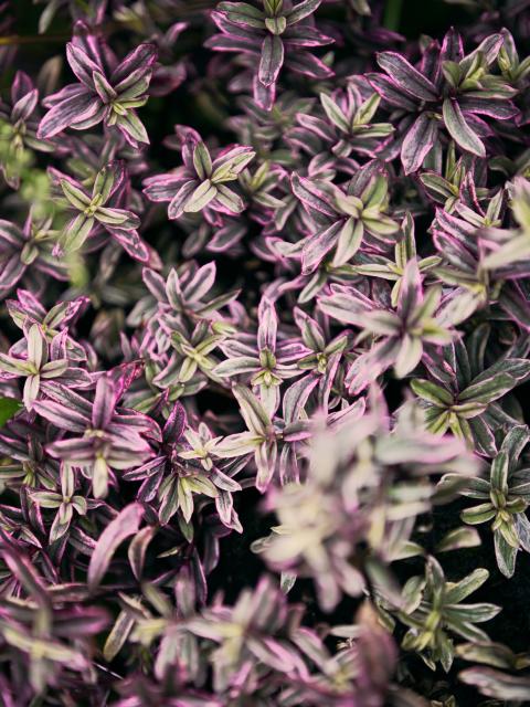 hebe | struikveronica red edge | tuinplant herfst | herfstplant