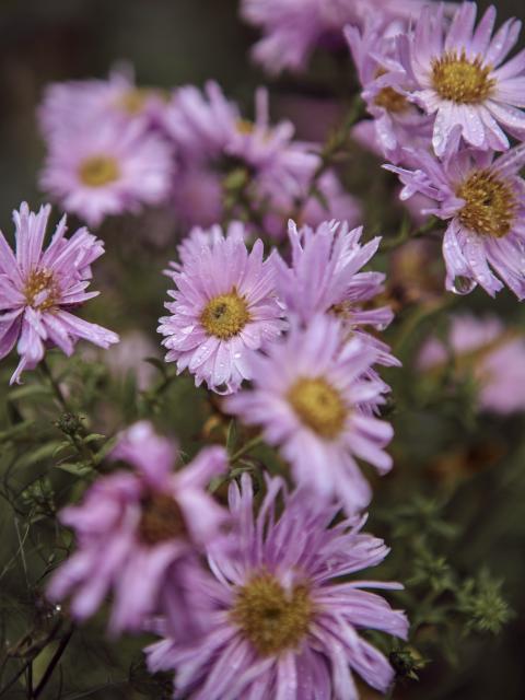 aster | herfstaster | tuinplant | herfstplant