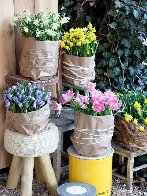bloembol | narcis | krokus | tulpenbollen