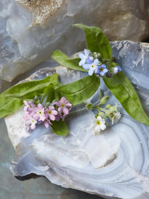 Forget-me-not Forget-me-not