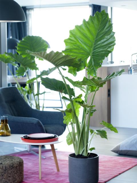 Alocasia Mooiwatplantendoen.nl