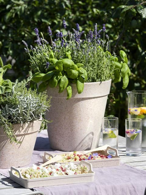 Begleitpflanzen mit Gartenkräutern Pflanzenfreude.de