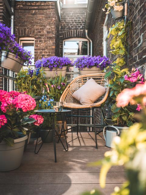 Biodiversität für Balkon oder Sommergarten Pflanzenfreude.de