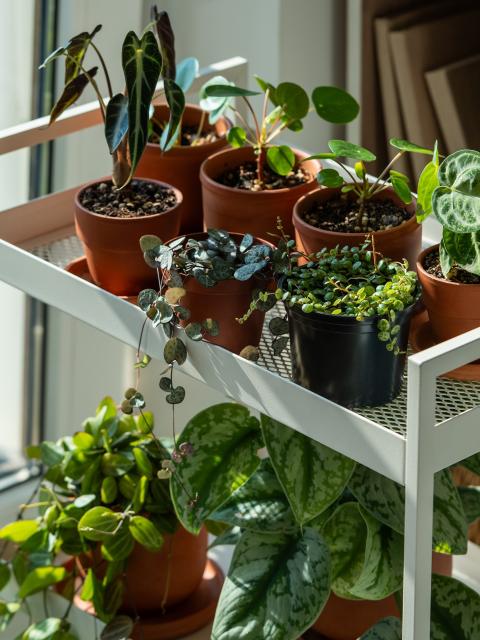 planten stekken | stekjes in potjes