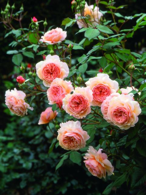 Die Rose ist die Gartenpflanze des Monats Juni - Pflanzenfreude.de