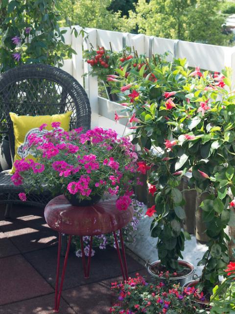 Pink- und Rottöne auf dem Sommerbalkon mit Verbena und Mandevilla - www.tollwasblumenmachen.de