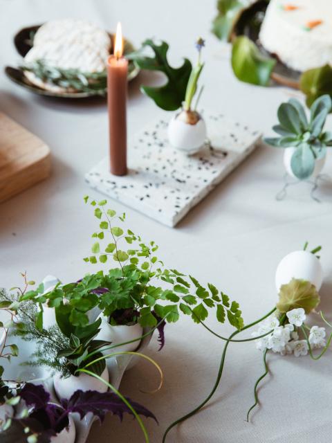 DIY: Neues Leben in Eierschalen Pflanzenfreude.de