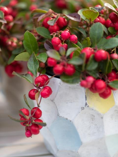 Die zierlichen Beeren der Scheinbeere - Pflanzenfreude.de