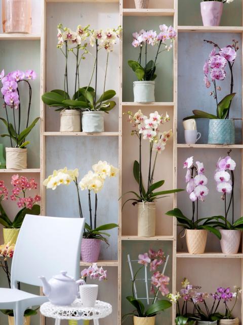 Die elegante Phalaenopsis - Pflanzenfreude.de