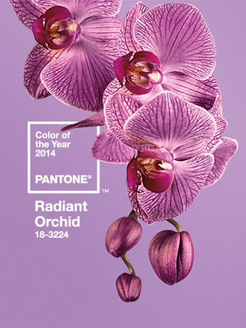 Radiant Orchid: Farbe des Jahres 2014 - www.pflanzenfreude.de (Quelle: www.pantone.de)