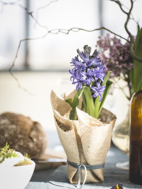 Hyacint in een jute jas Mooiwatplantendoen.nl