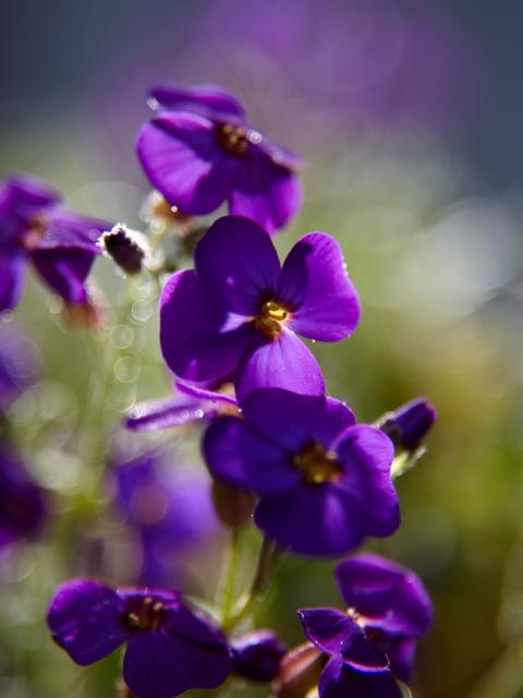 Die wunderschöne Aubrieta - Pflanzenfreude.de