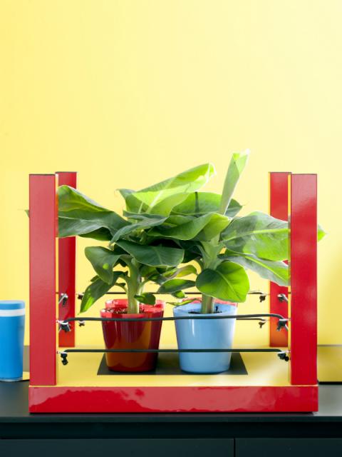 DIY Bananenpflanze – Pflanzenfreude.de