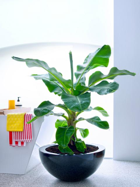 Ein Wellness-Tag mit der Bananenpflanze – Pflanzenfreude.de