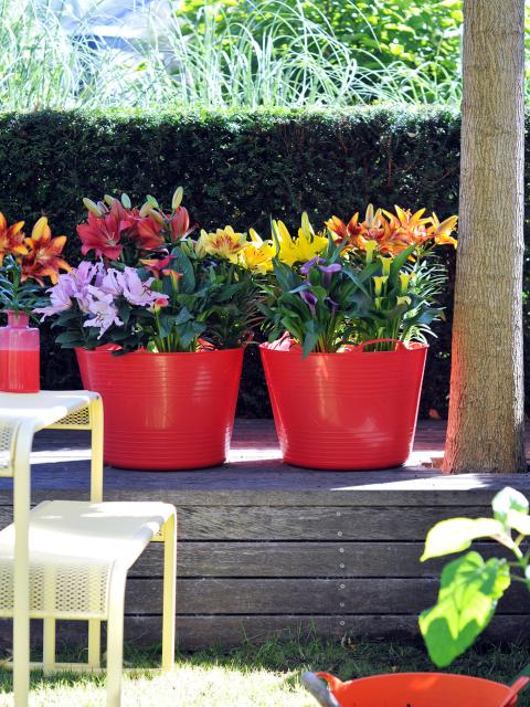 Zantedeschia, Lelie en Ornithogalum Mooiwatplantendoen.nl